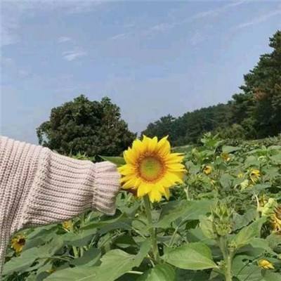 大王叫我来巡山之下山游戏